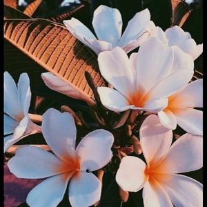 Meet your Posher, Ada